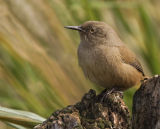 Cobbs Wren 
